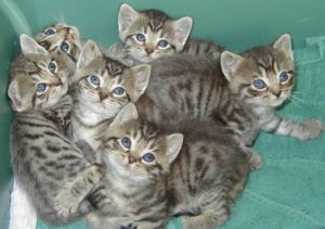Gratuitous Kittens