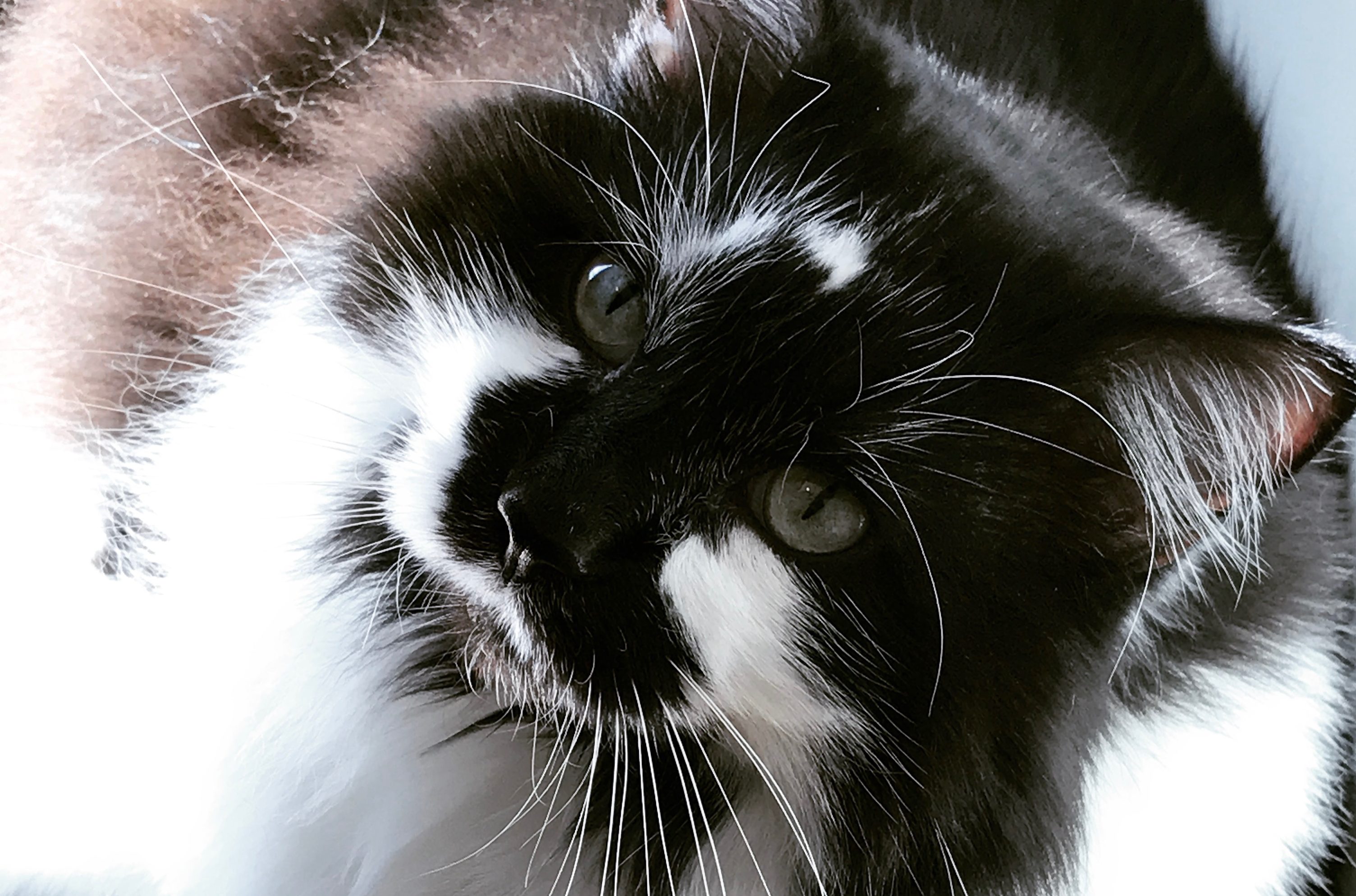 A Story of Cats
