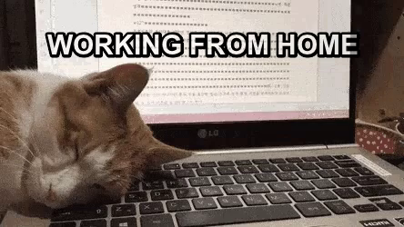 Cat on Keyboard working from home